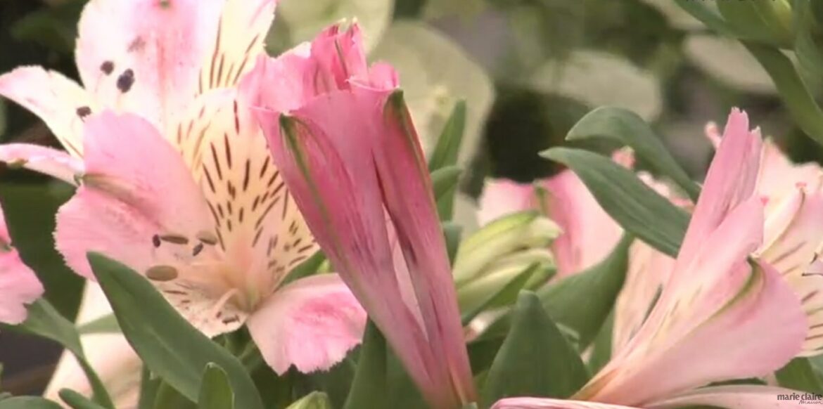 Est-ce grave de manger du laurier ?