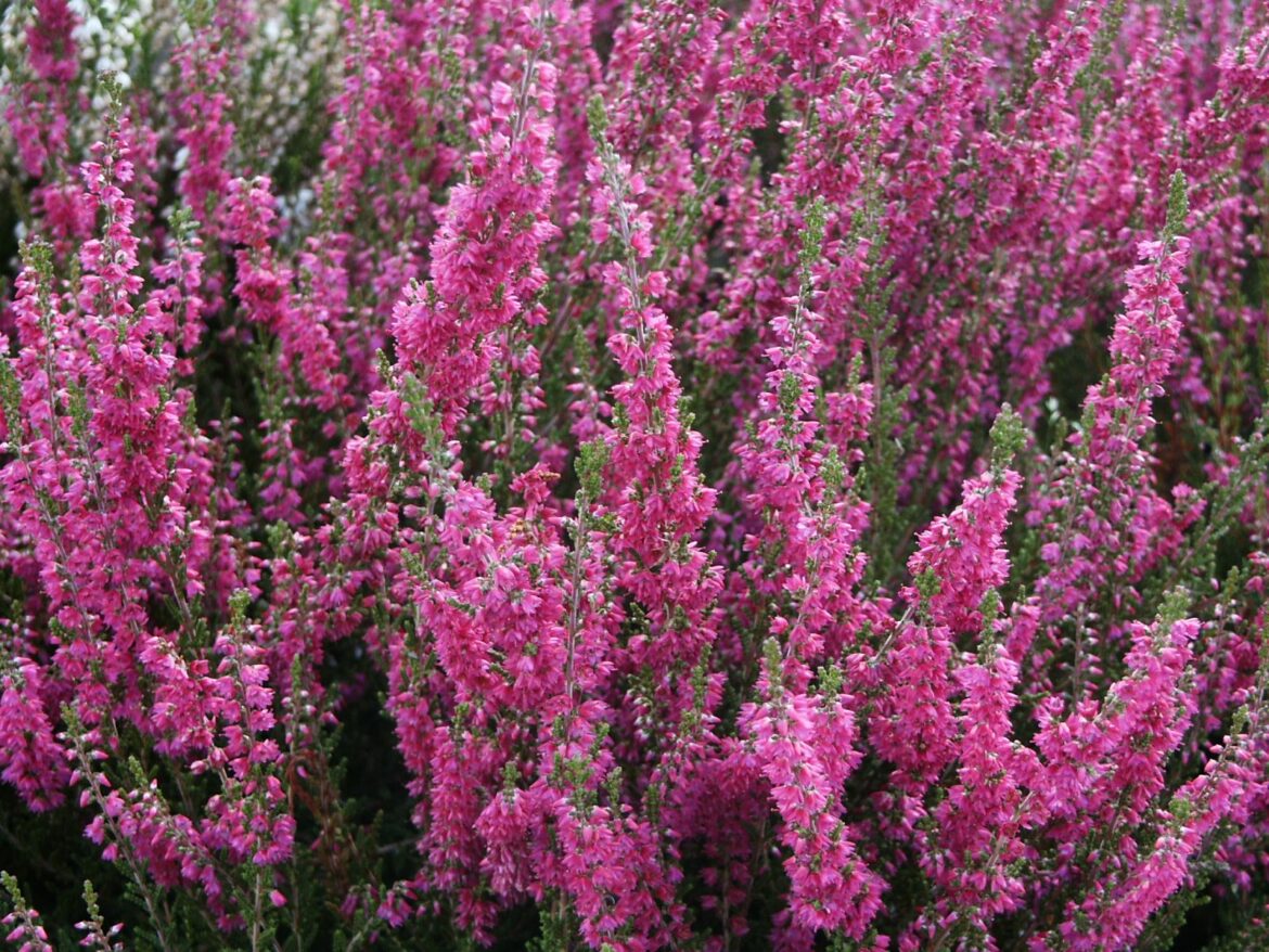 Est-ce que La bruyère craint le gel ?