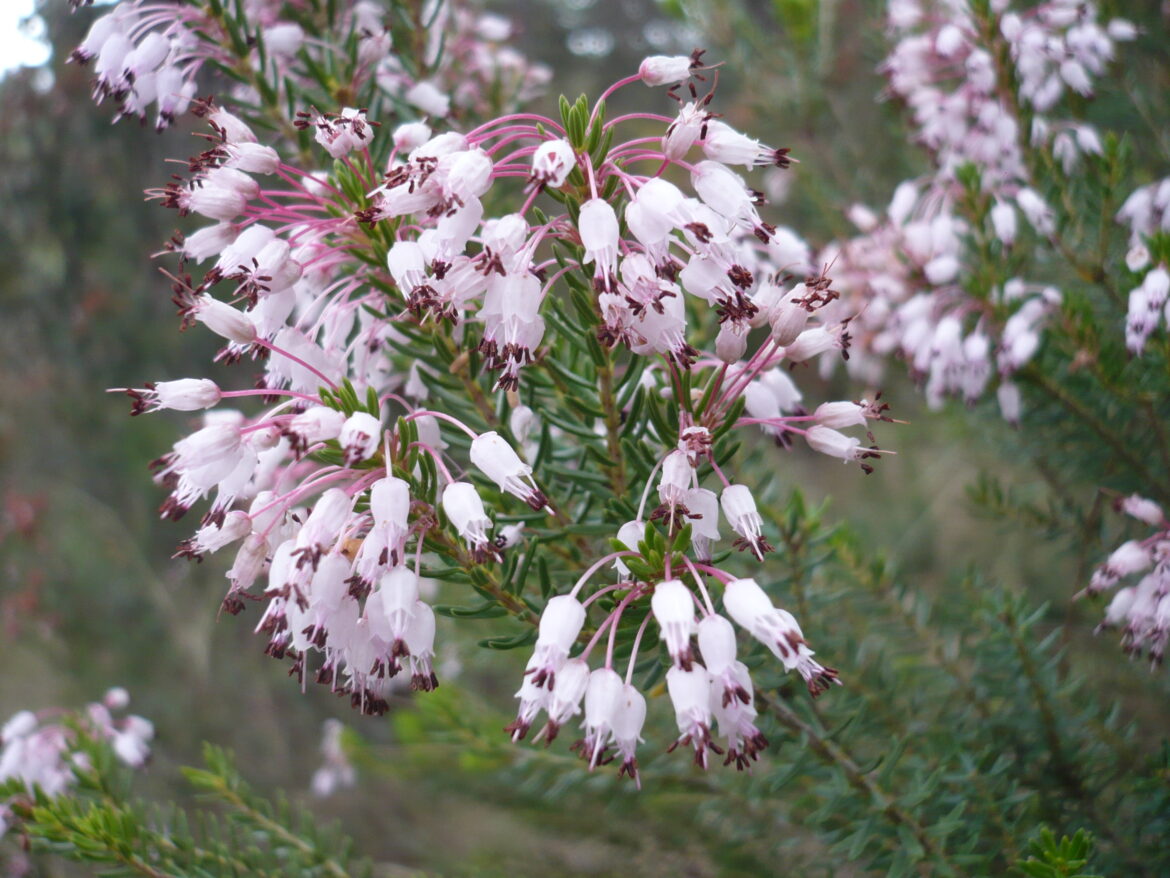 Est-ce que La bruyère repousse ?