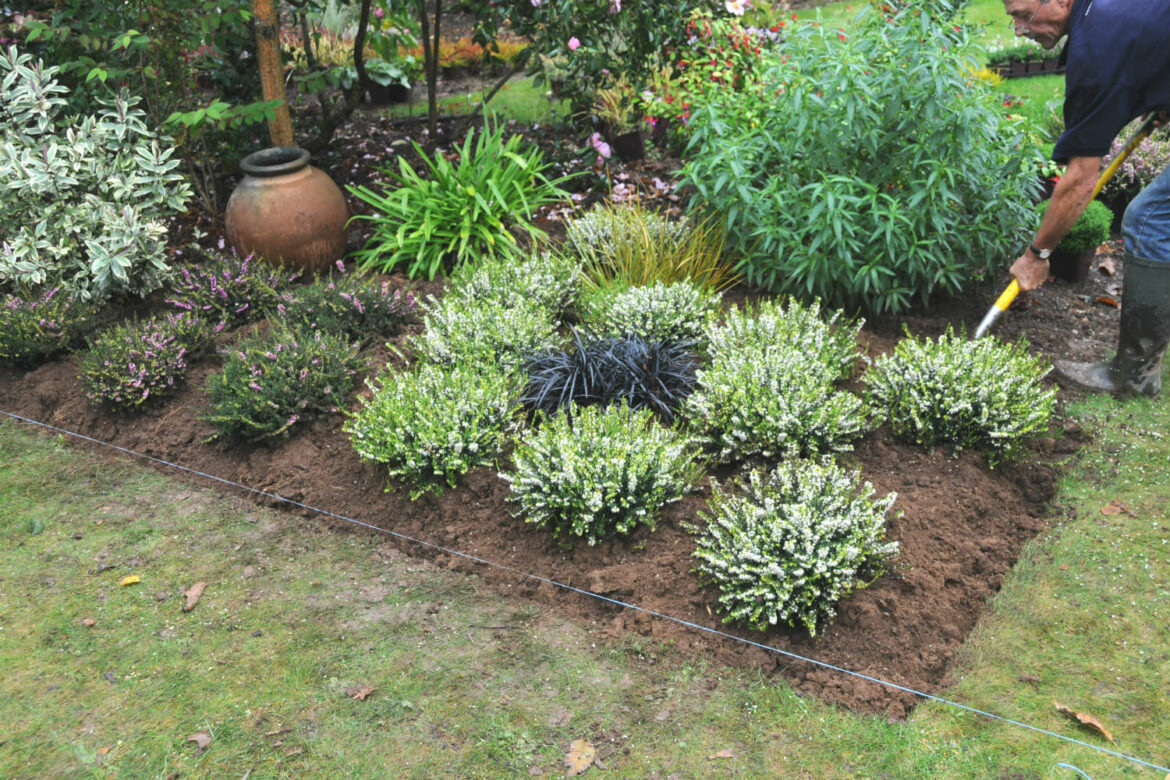 Est-ce que La bruyère se taille ?