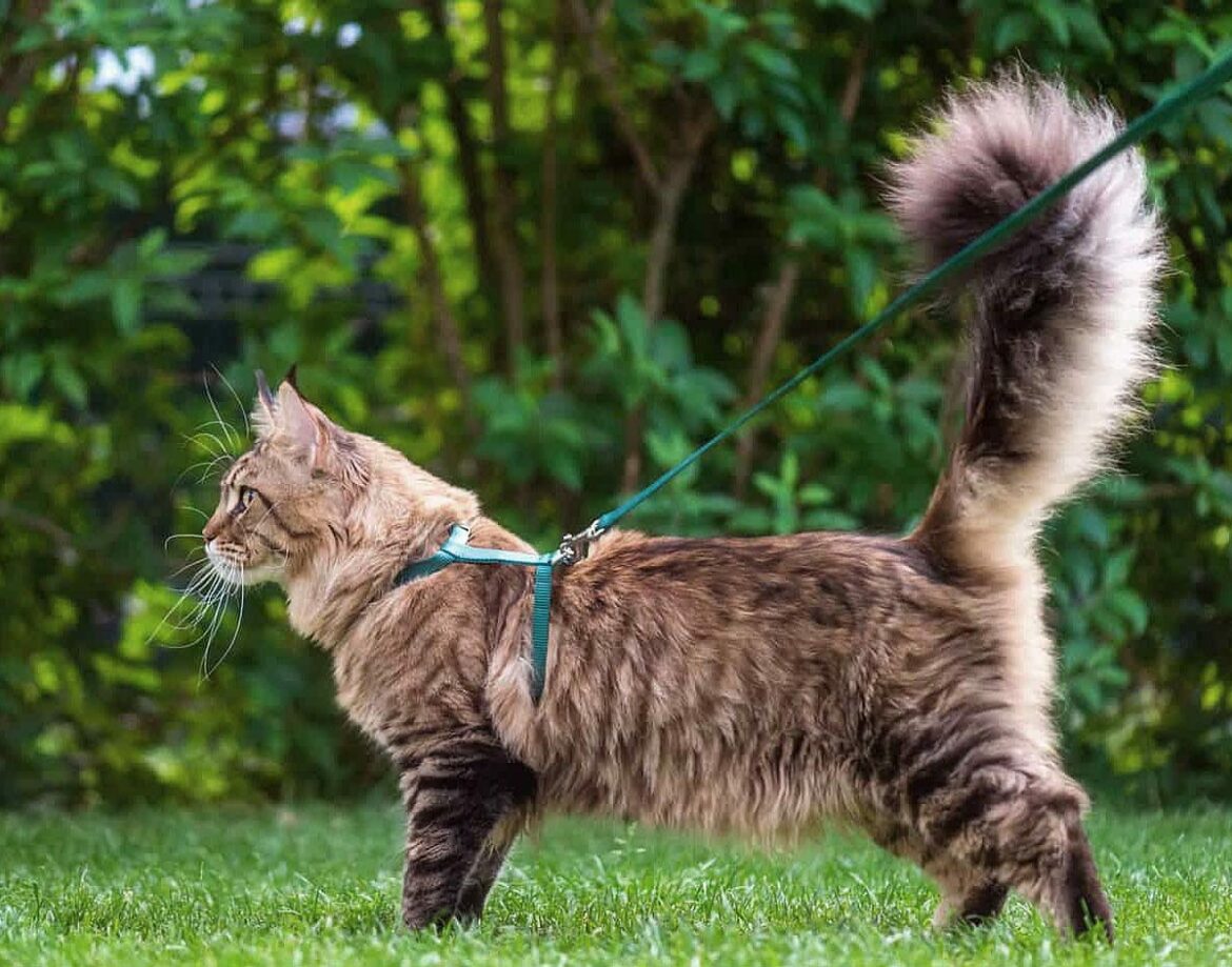 Est-ce que je peux emmener mon chat partout ?