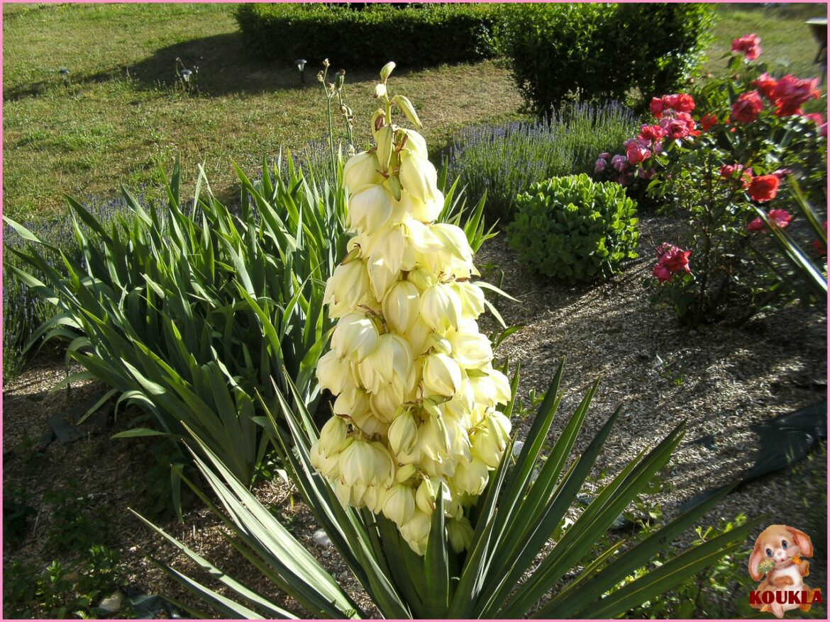 Est-ce que je peux mettre mon yucca dehors ?