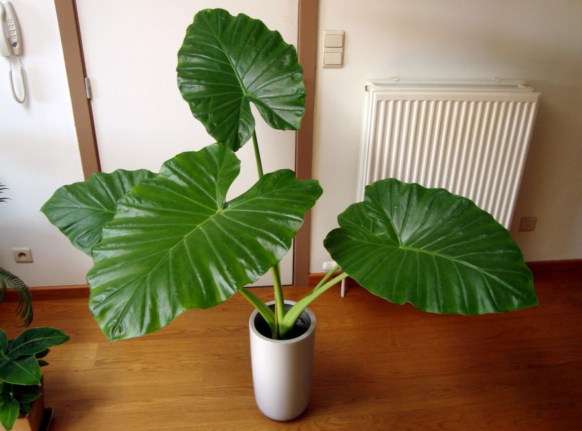 Est-ce que l alocasia fait des fleurs ?