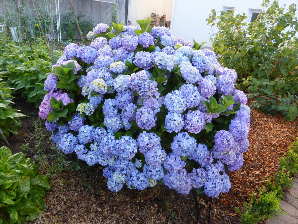 Est-ce que l hortensia grimpant perd ses feuilles ?