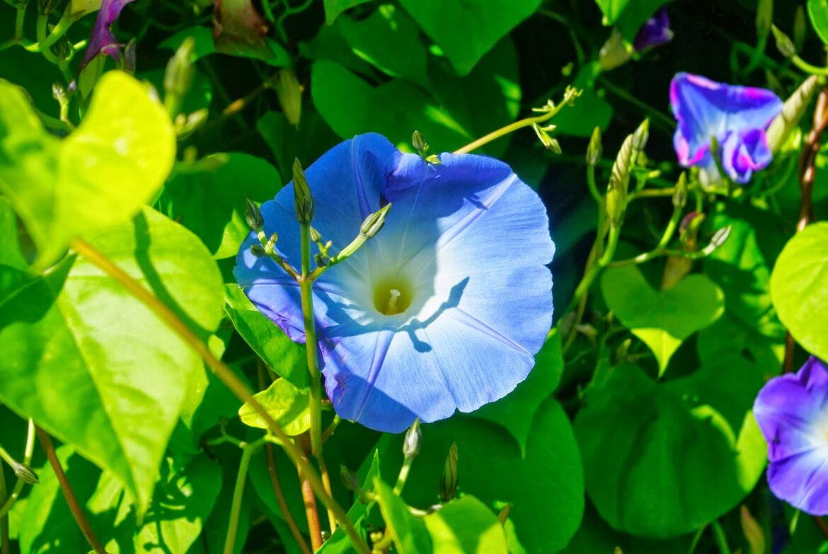 Est-ce que l ipomée gelé ?