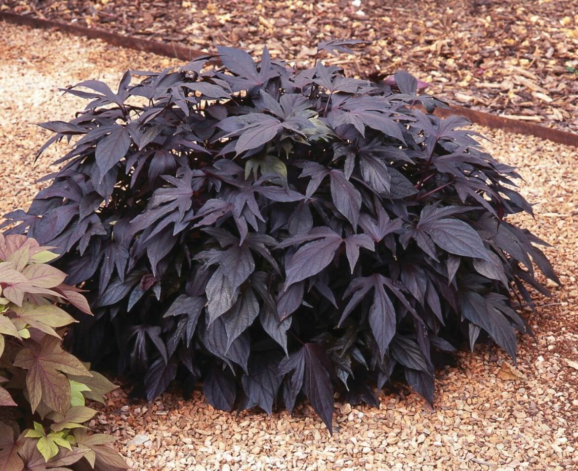 Est-ce que l ipomée gelé ?