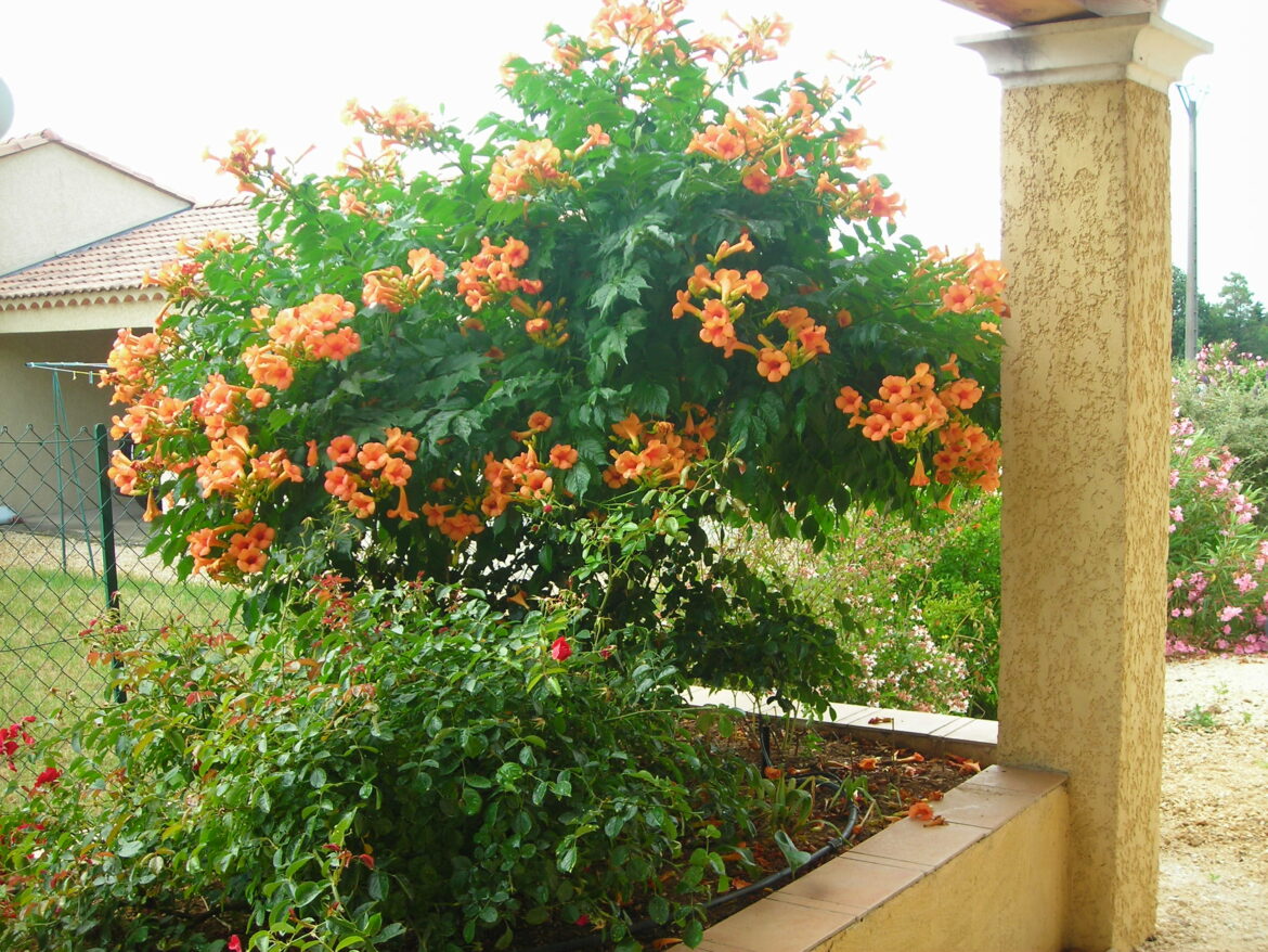 Est-ce que la bignone craint le gel ?