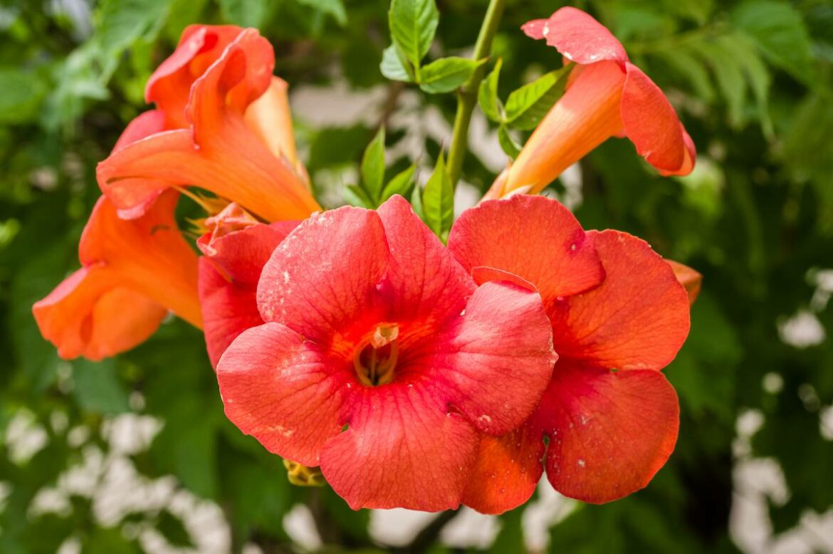 Est-ce que la bignone perd ses feuilles ?