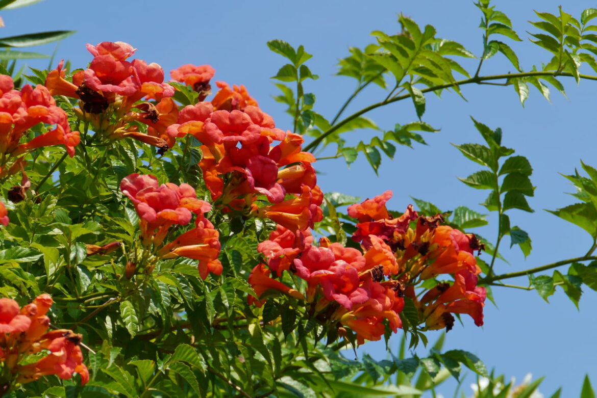 Est-ce que la bignone pousse vite ?