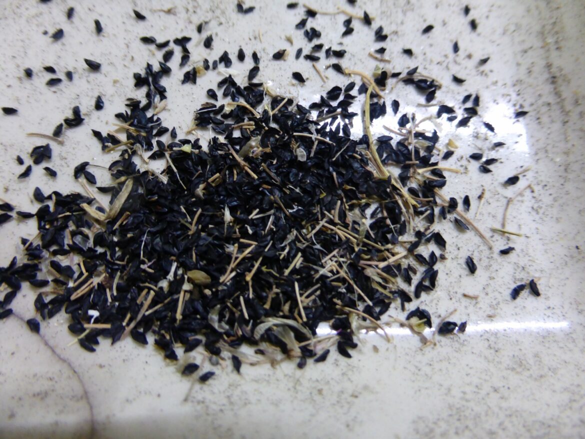 Est-ce que la ciboulette repousse d'une année sur l'autre ?