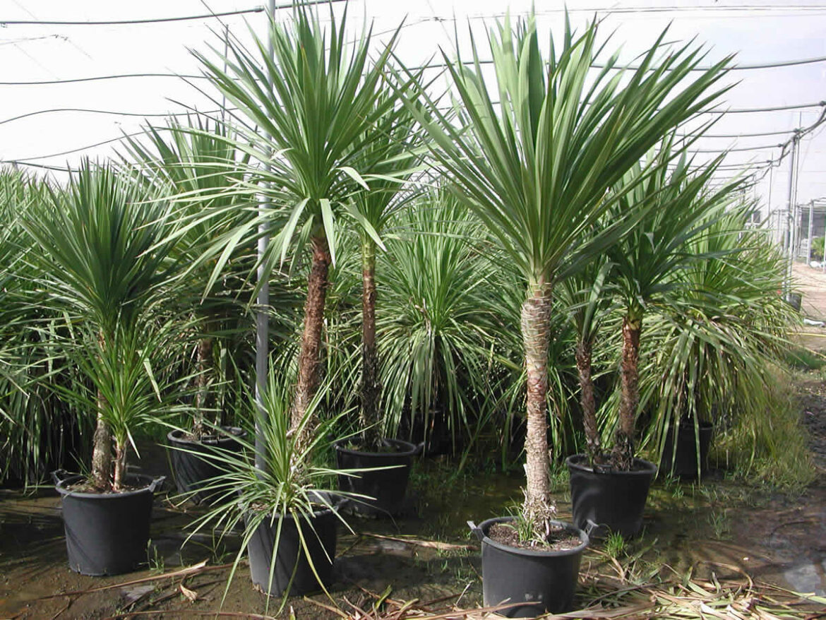 Est-ce que la cordyline pousse vite ?