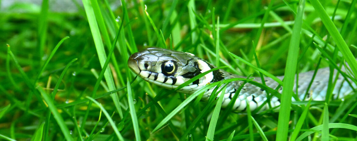 Est-ce que la couleuvre attaque ?