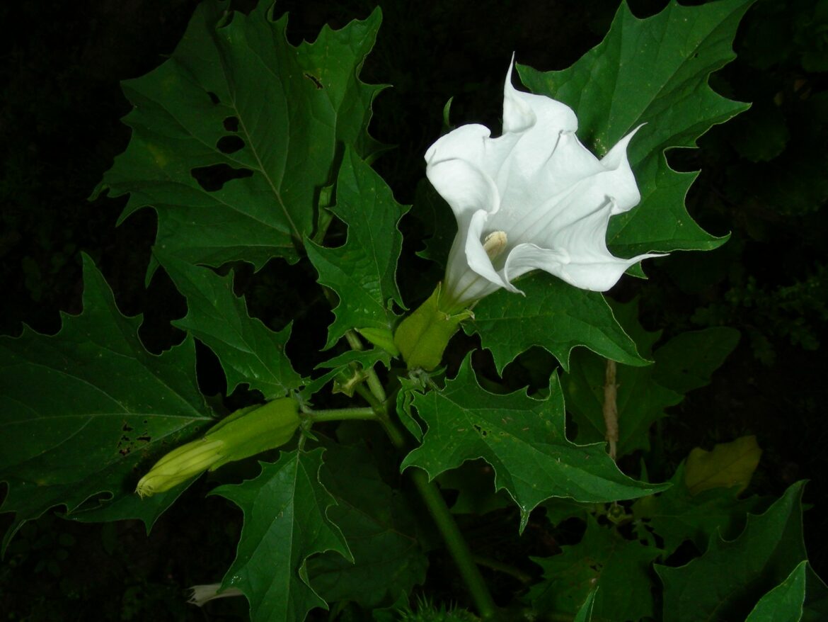 Est-ce que la datura se fumé ?