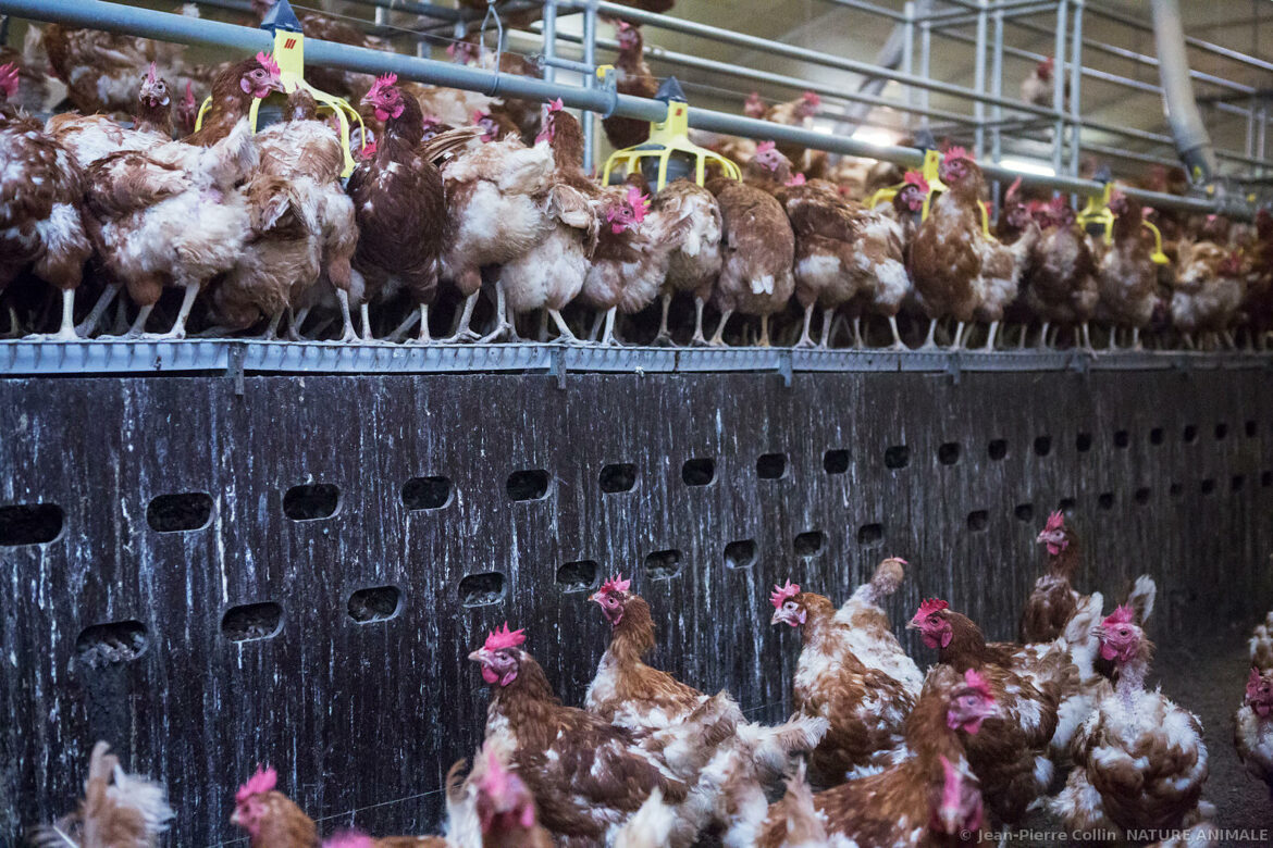 Est-ce que la fiente de poule est un bon engrais ?