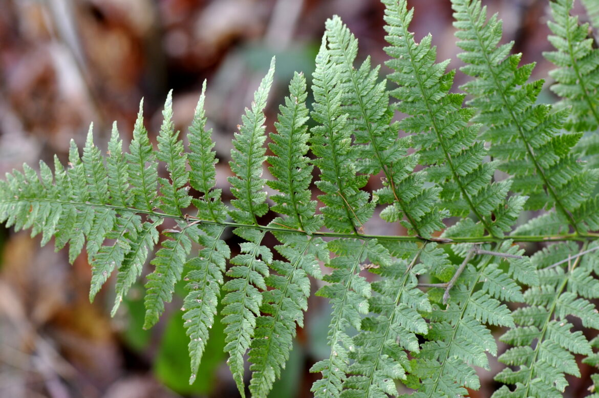 Est-ce que la fougère craint le gel ?