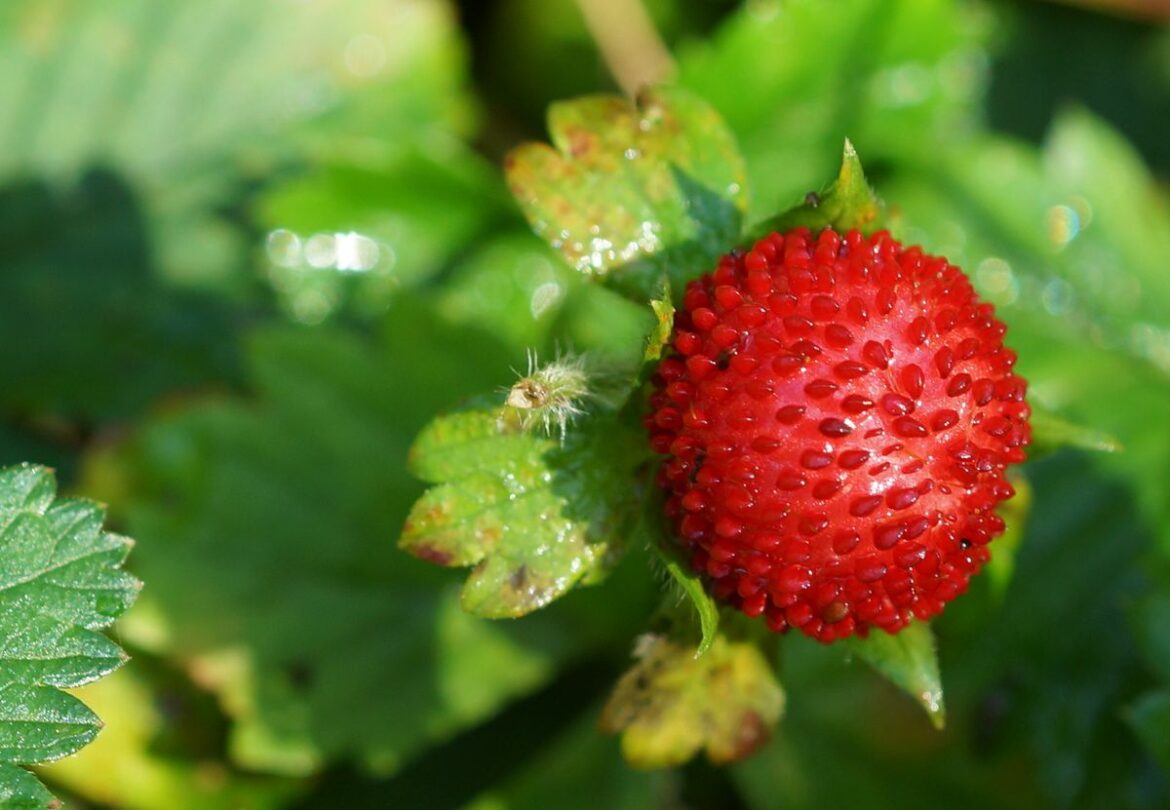 Est-ce que la fraise des Indes est comestible ?