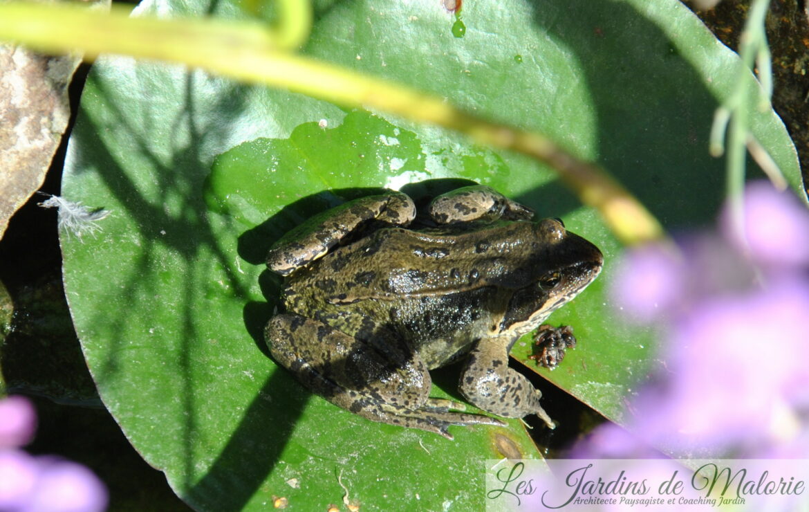Est-ce que la grenouille Porte-bonheur ?