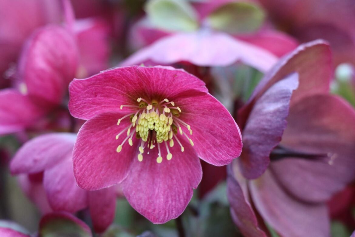 Est-ce que la hellébore craint le gel ?