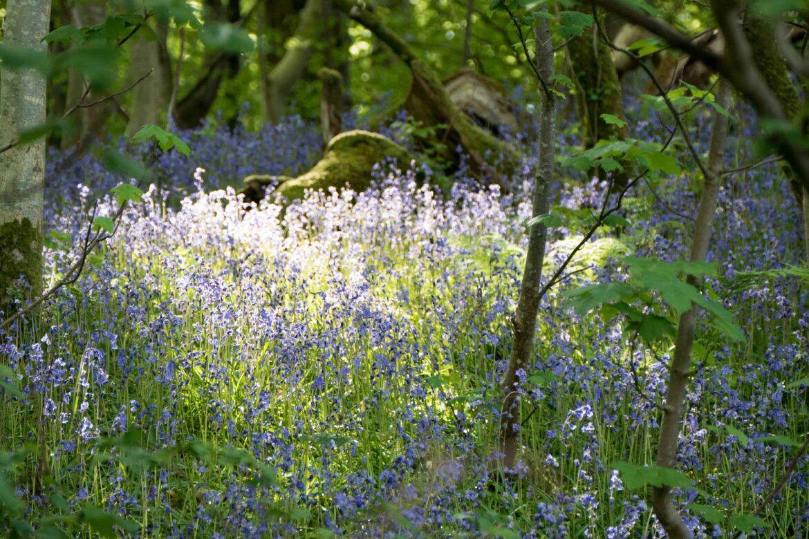 Est-ce que la jacinthe repousse ?