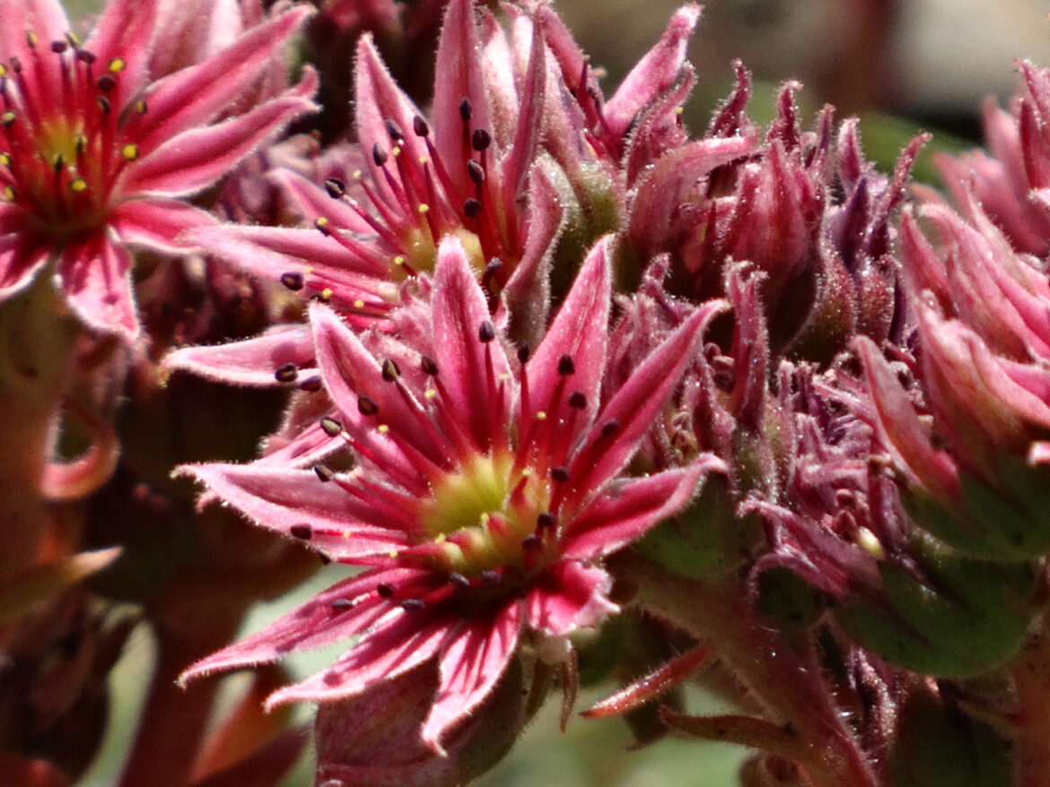 Est-ce que la joubarbe est toxique ?