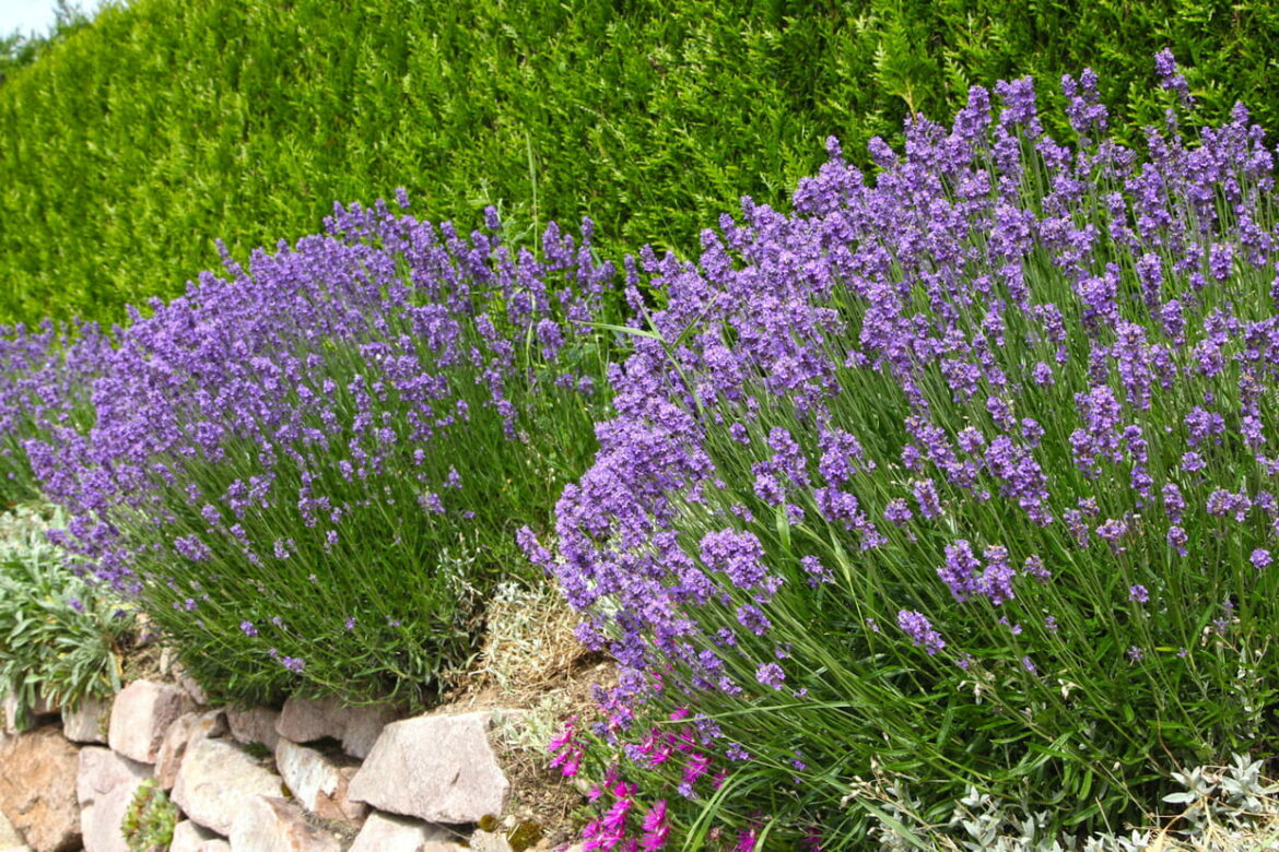 Est-ce que la lavande pousse vite ?