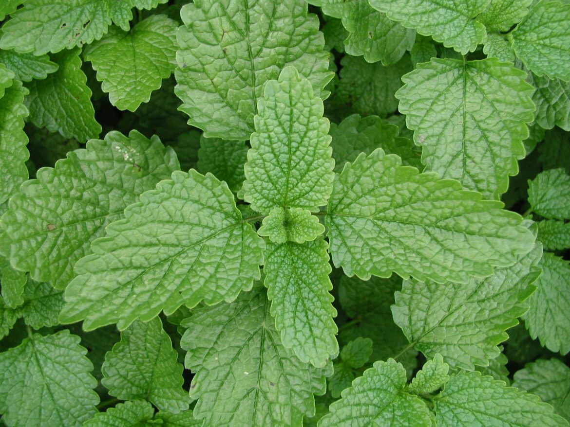 Est-ce que la mélisse craint le gel ?