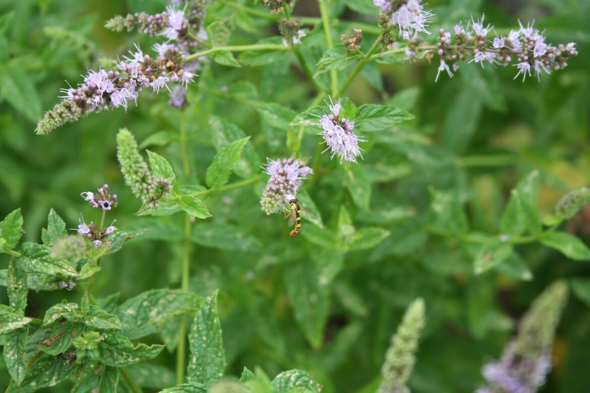 Est-ce que la menthe repousse ?
