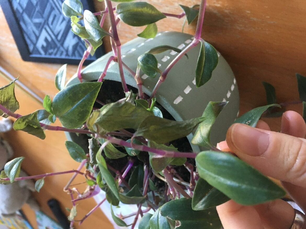 Est-ce que la misère craint le froid ?