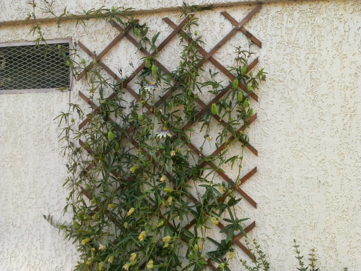 Est-ce que la passiflore pousse vite ?