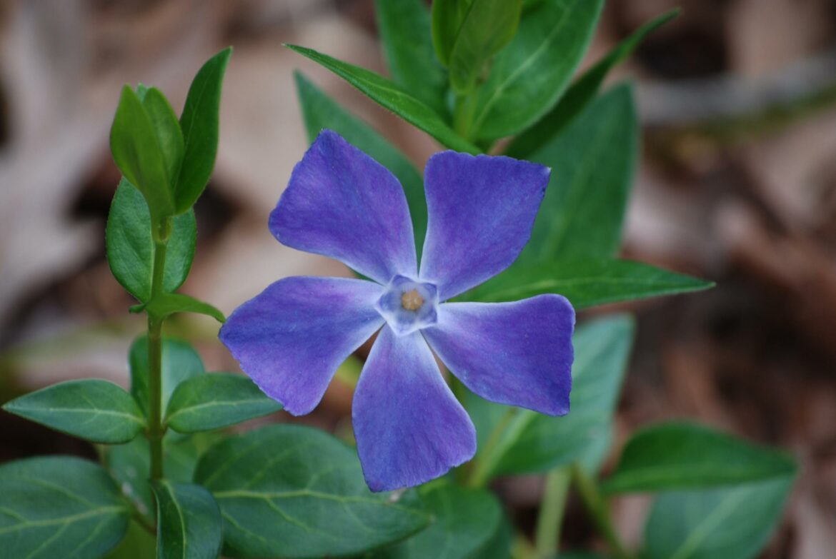 Est-ce que la pervenche gelé ?
