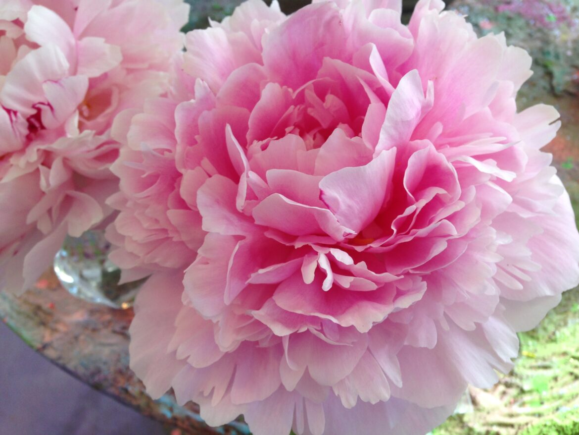 Est-ce que la pivoine craint le gel ?