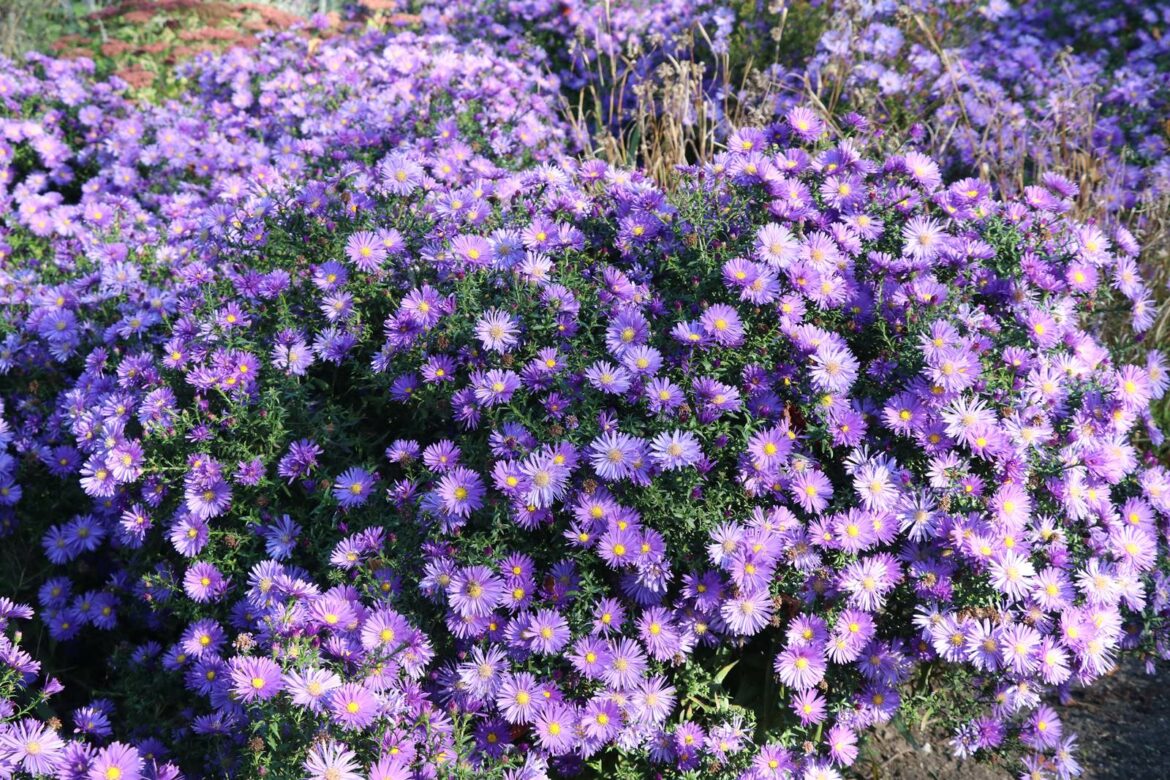Est-ce que la plante aster gel ?