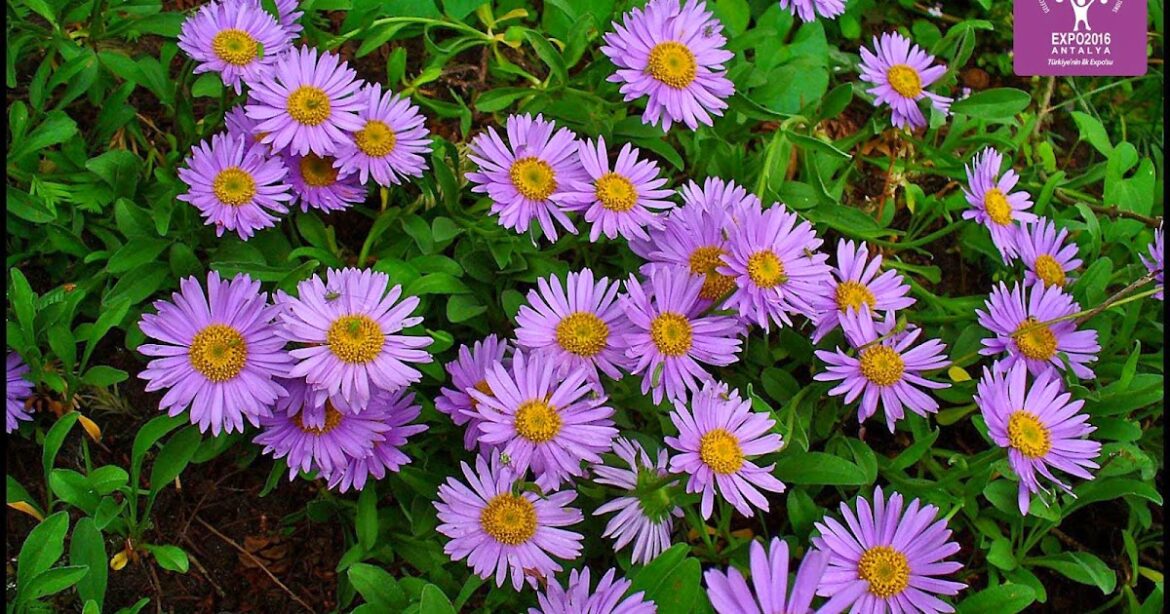 Est-ce que la plante aster gel ?