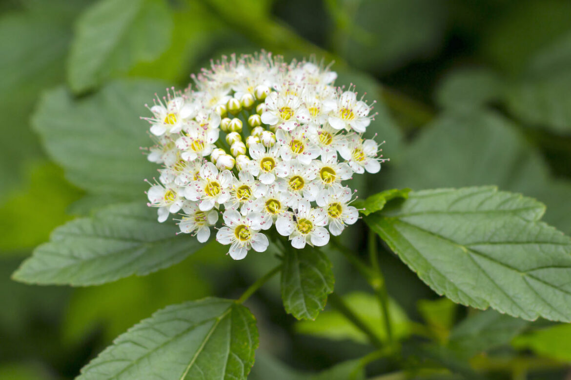 Est-ce que la reine-des-prés fait dormir ?