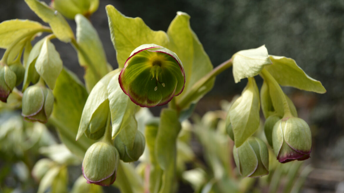 Est-ce que la rose de Noël gelé ?