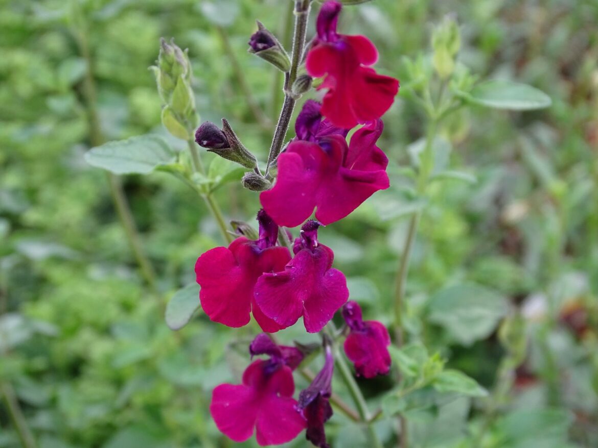 Est-ce que la sauge craint le gel ?