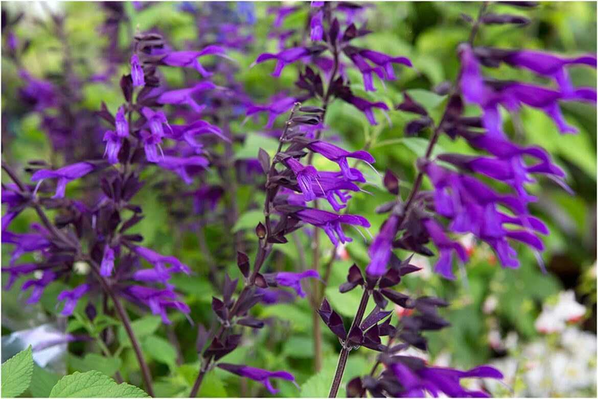 Est-ce que la sauge craint le gel ?