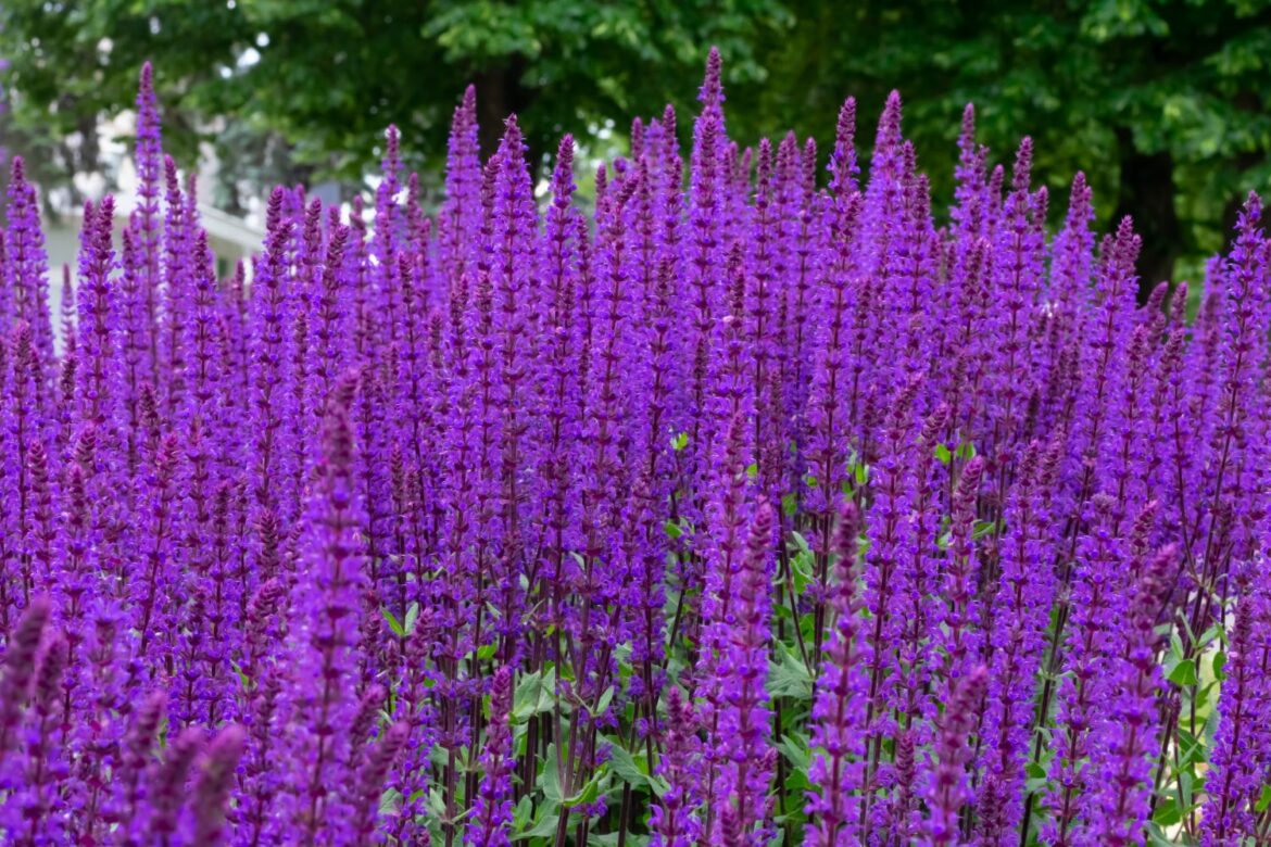 Est-ce que la sauge craint le gel ?