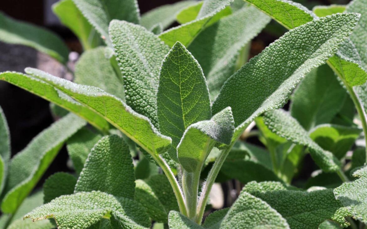 Est-ce que la sauge fait maigrir ?