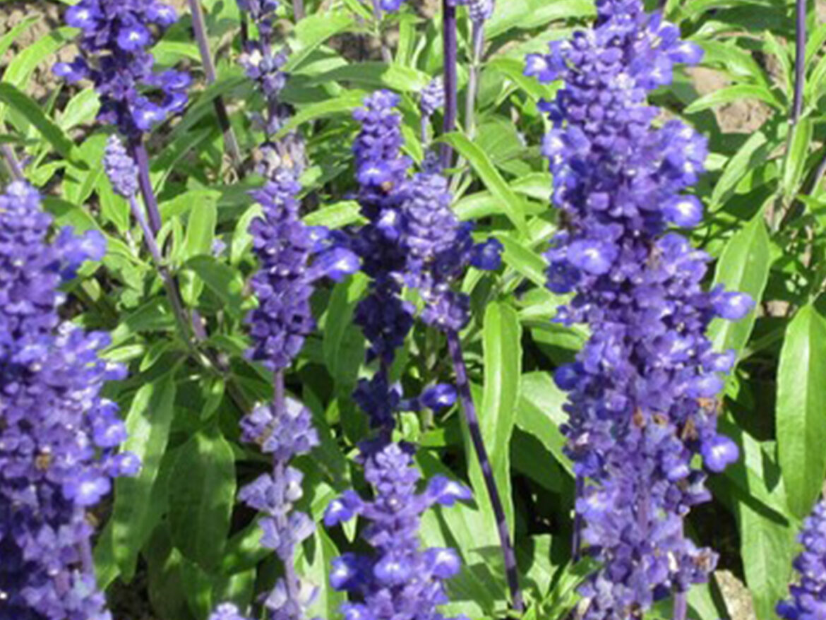 Est-ce que la sauge repousse ?