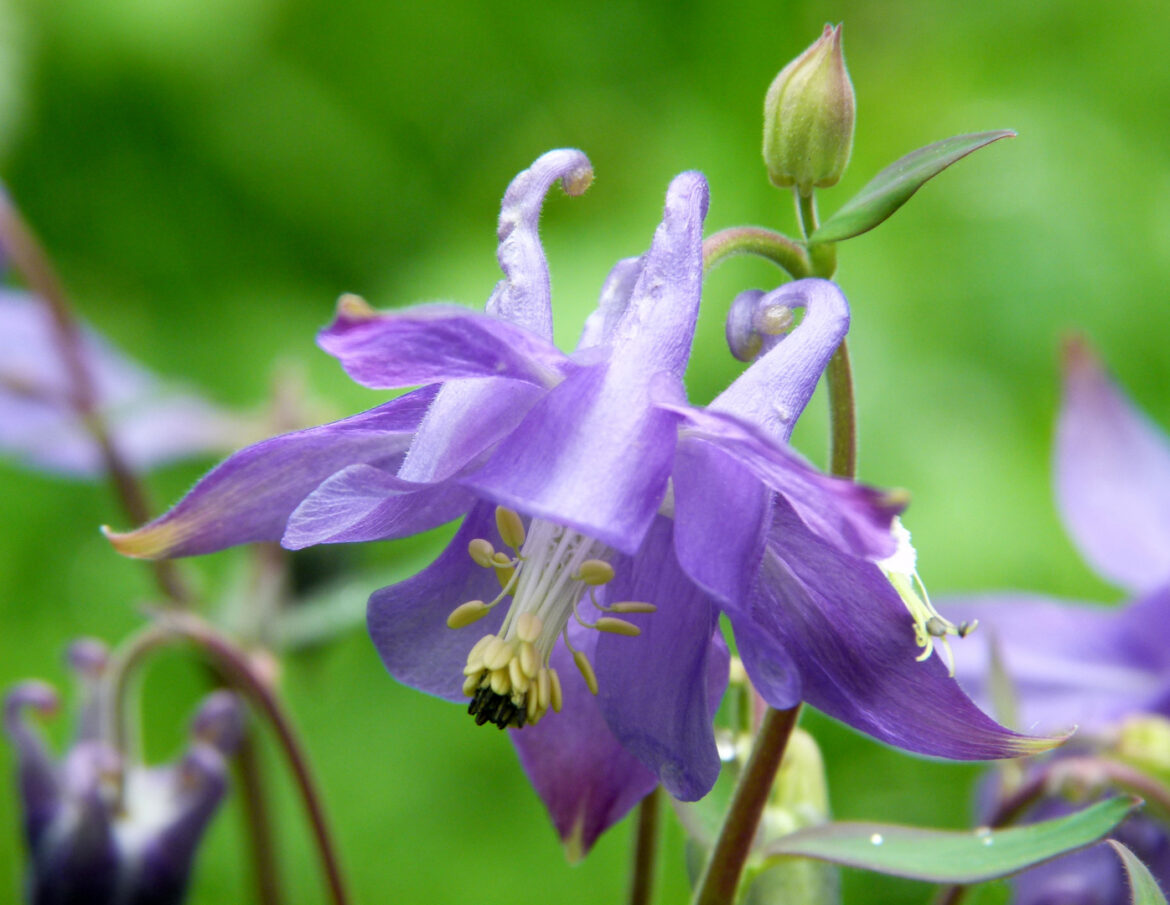Est-ce que l'ancolie craint le gel ?