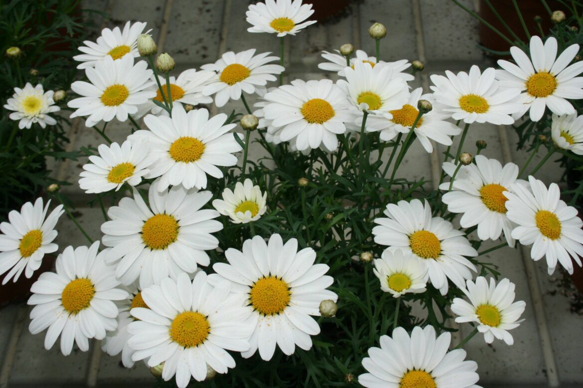 Est-ce que l'anthémis craint le gel ?