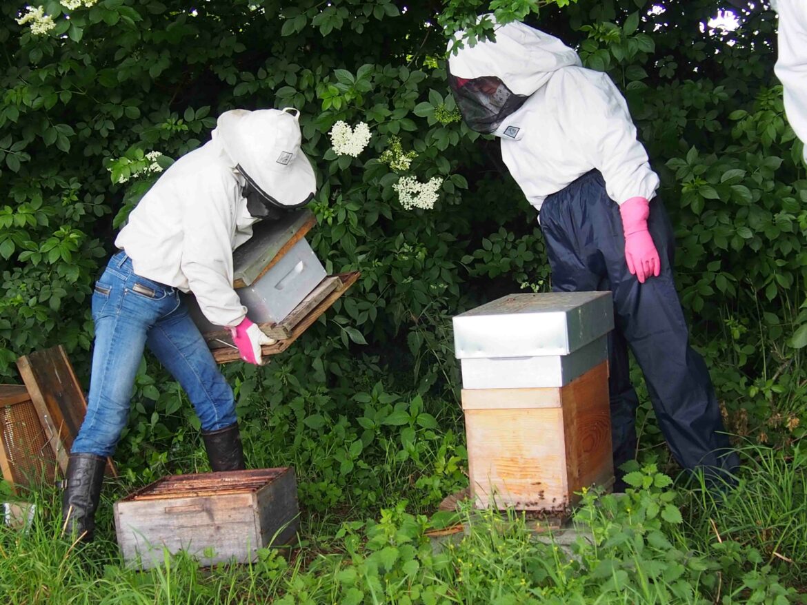 Est-ce que l'apiculture est rentable ?