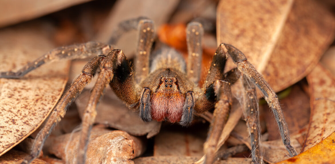 Est-ce que l'araignée entend ?
