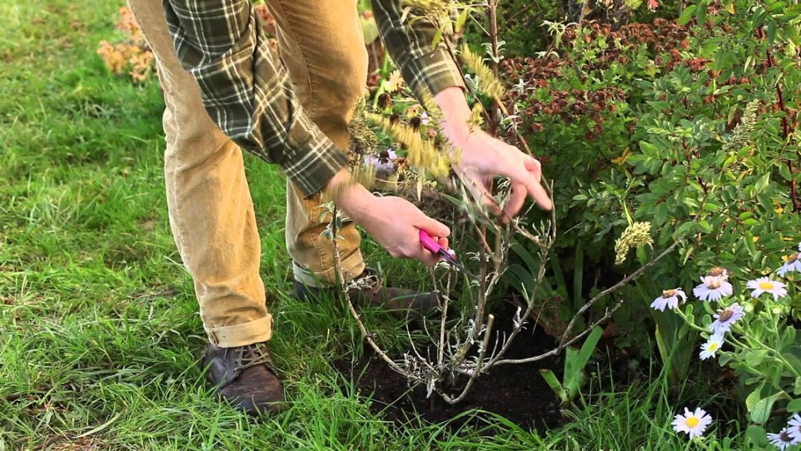 Est-ce que l'arbre à papillon craint le gel ?