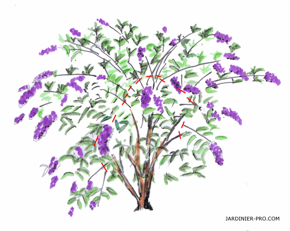 Est-ce que l'arbre à papillon craint le gel ?