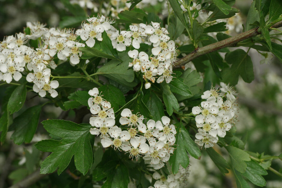Est-ce que l'aubépine est toxique ?