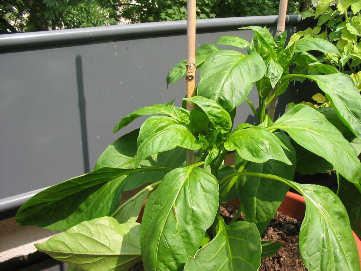 Est-ce que l'aubergine a besoin de beaucoup d'eau ?