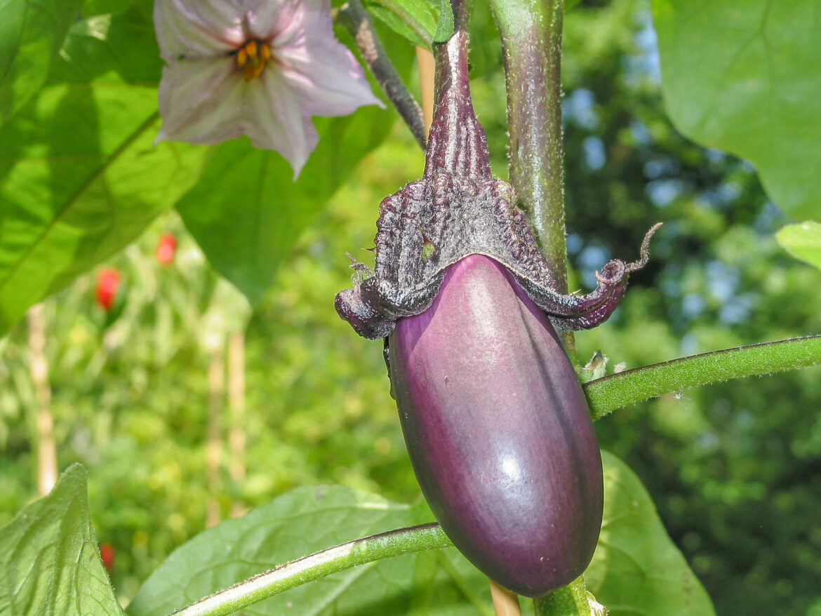 est-ce-que-l-aubergine-est-laxatif-housekeeping-magazine-id-es