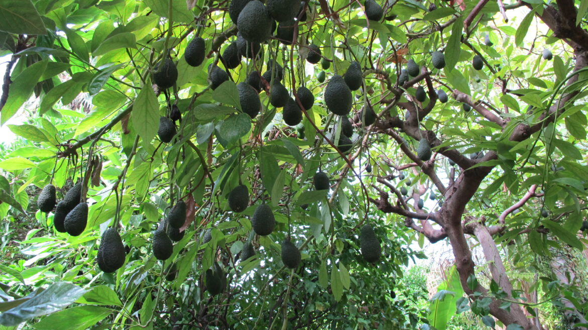 Est-ce que l'avocat craint le gel ?